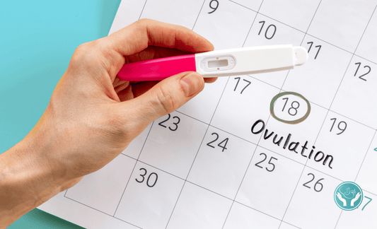 Ovulation - Comprehensive Breakdown for TTC